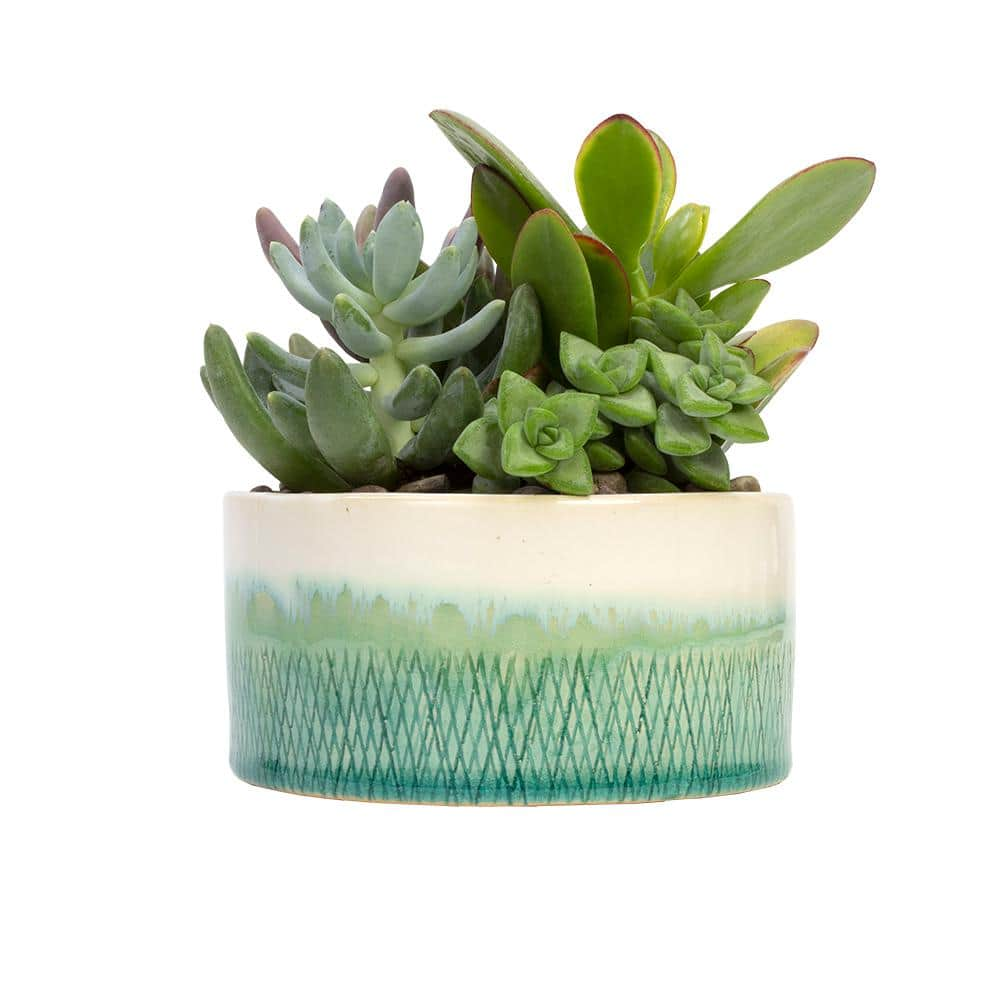 SMART PLANET 5 in. Blue and White Glazed Stoneware Bowl Succulent Garden 0881167