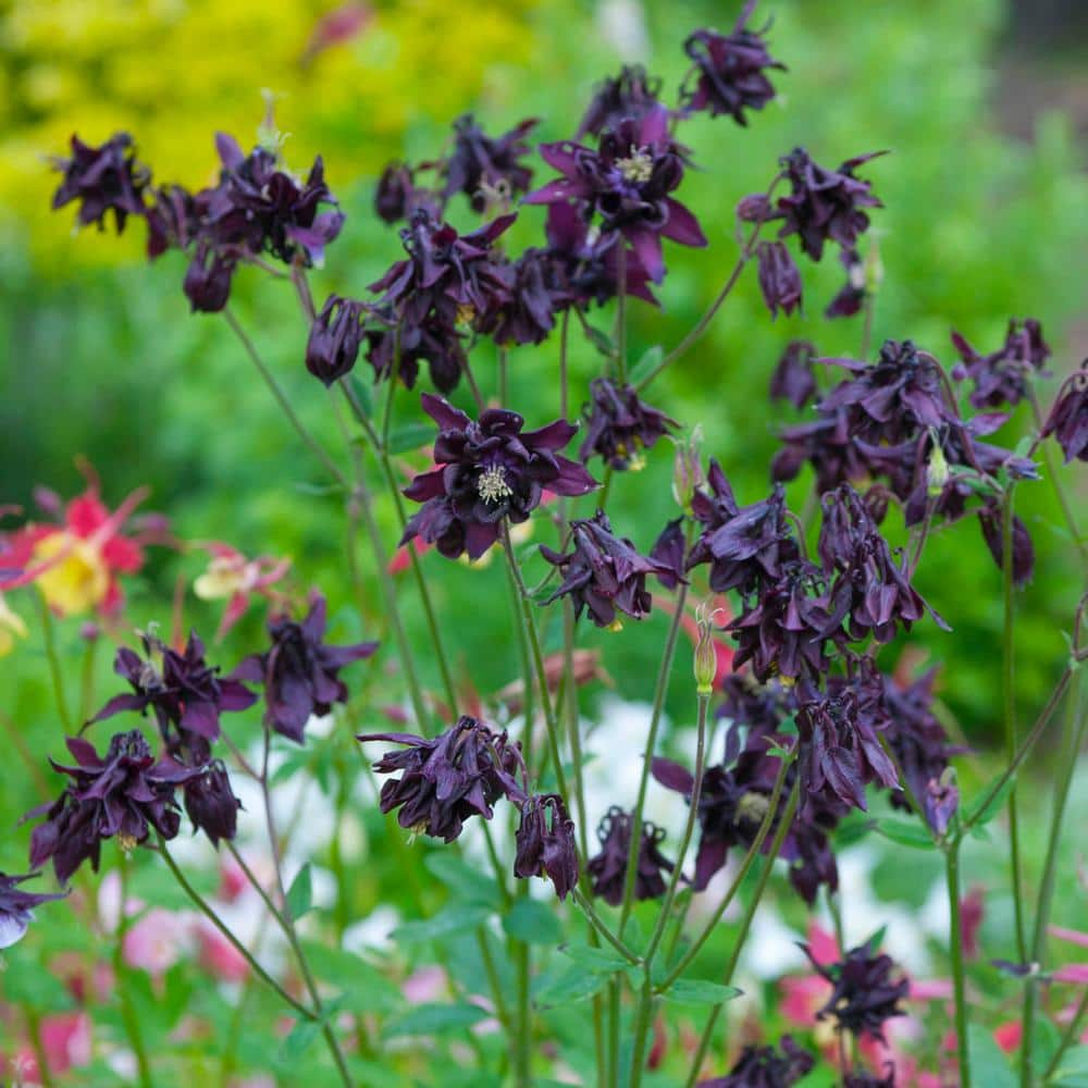 VAN ZYVERDEN Aquilegia Columbine Black Barlow (Set of 5 Roots) 83363