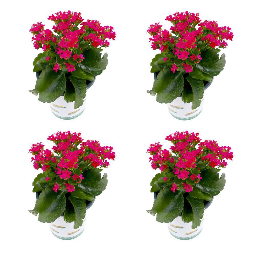 Vigoro 1.0 qt. Annual Kalanchoe Kerinci Rose (4-Pack) 1606