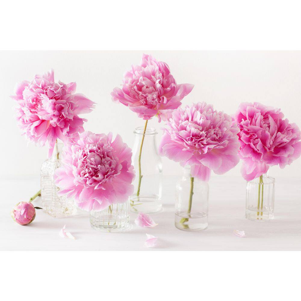 BELL NURSERY 2 Gal. Sarah Bernhardt Peony (Paeonia) Live Shrub with Pastel Pink Double Blooms PEONY2SBP1PK