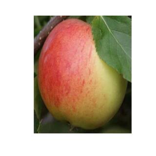 5 Gal. Gala Apple Tree APPGAL05GSL