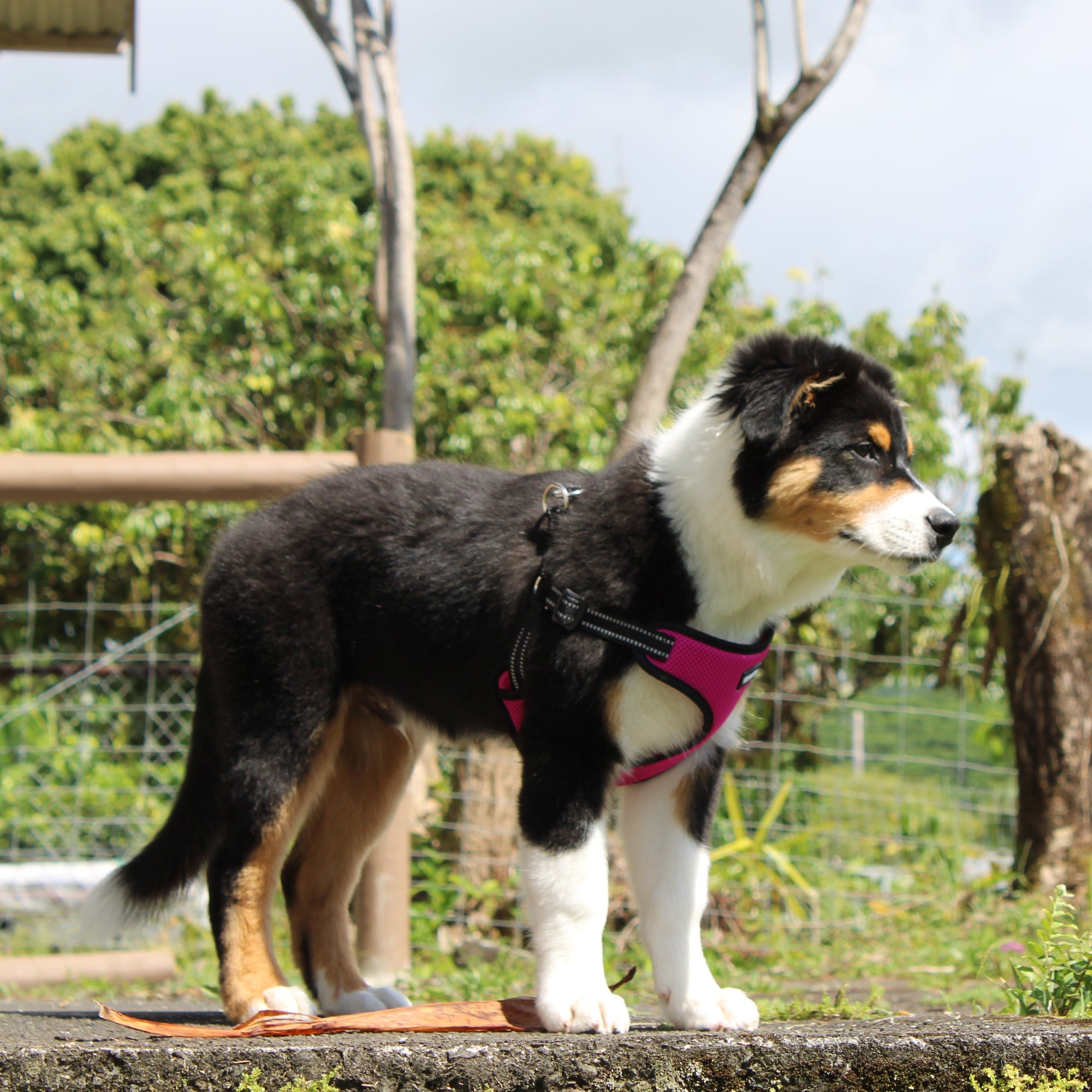 Voyager - Fully Adjustable Step in Dog Harness with Reflective 3M Piping (Red， X-Small)