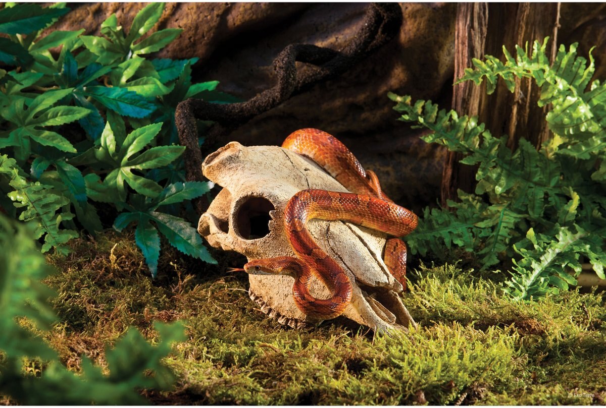 Exo Terra Buffalo Skull Terrarium Décor