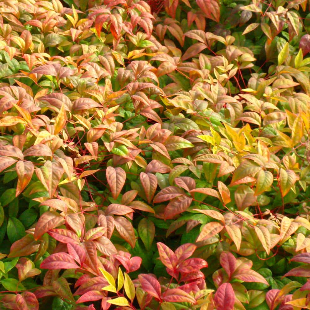 national PLANT NETWORK 2.25 Gal. Nandina Fire Power Shrub HD1076