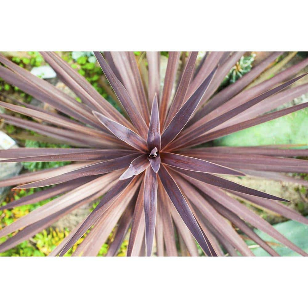 Pure Beauty Farms 1 Qt. Cordyline Dracaena Red Star Plant in Grower's Pot (4-Pack) DC1QCORDYLINE4