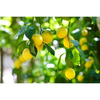 BELL NURSERY 1 Gal. Improved Meyer Lemon Tree Live Tropical Tree with White Flower to Yellow Fruit (1-Pack) LEMON1MEY1PK