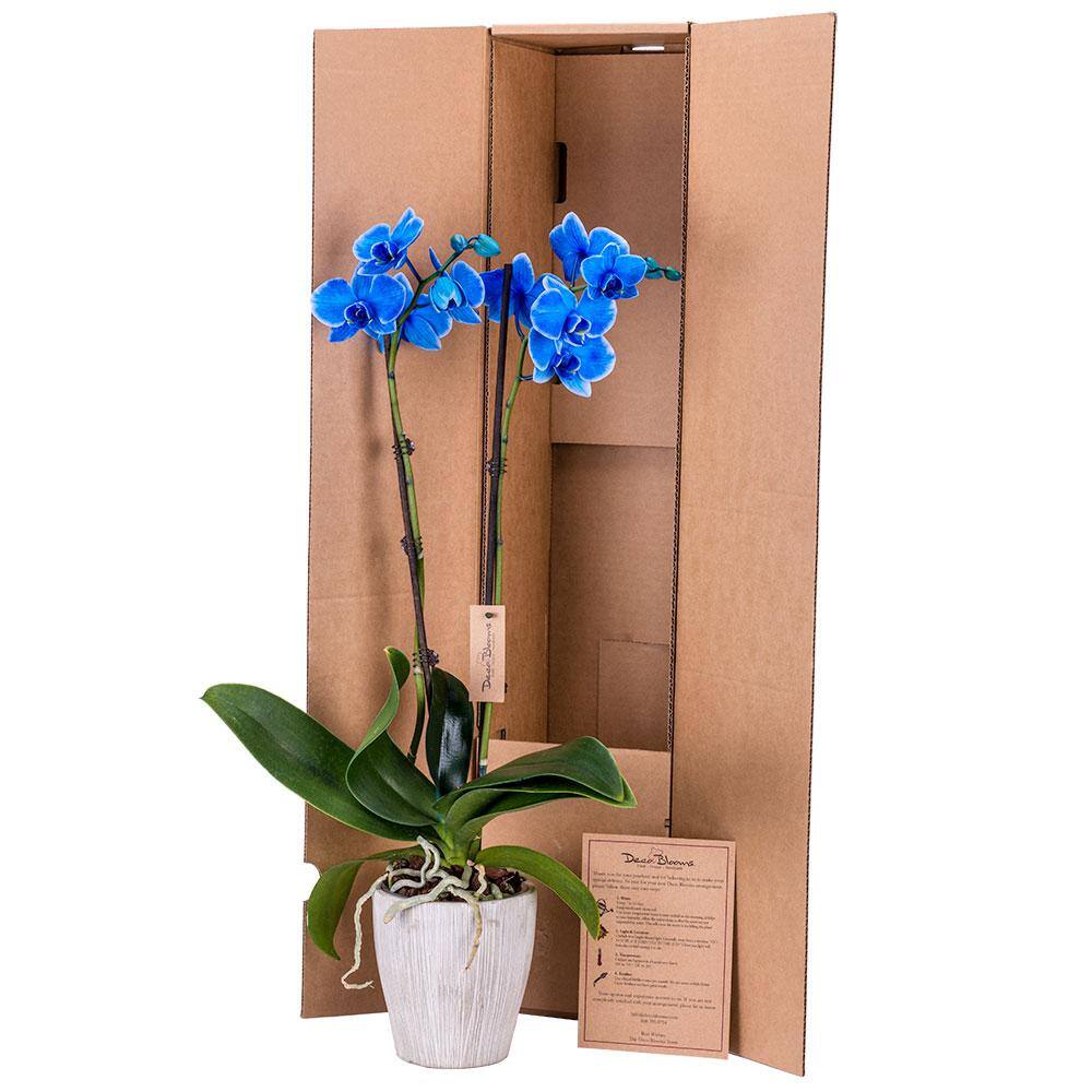 DecoBlooms 5 in. Orchid Blue in Container DB9059