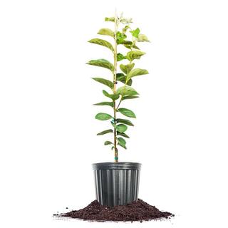 Perfect Plants Tanenashi Persimmon Tree 3 gal. Growers Pot Fruit Bearing Persimmon Tree THD-TanenashiPer-3G