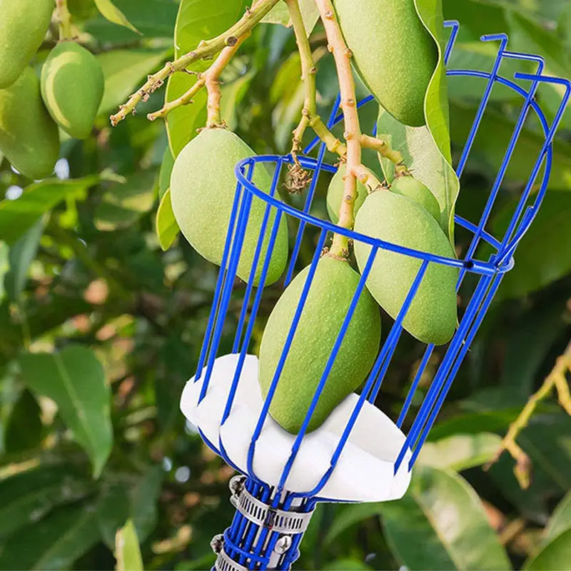 Iron Metal Fruit Picker Basket for Picking Persimmon Berry Garden Hand Tools