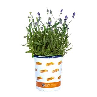 Vigoro 1 qt. Purple Lavender Scent Blue Perennial Plant 69058