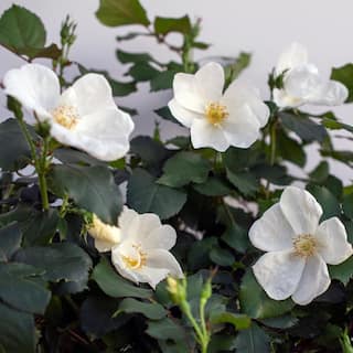 KNOCK OUT 1 Gal. White Knock Out Rose Bush with White Flowers 13170