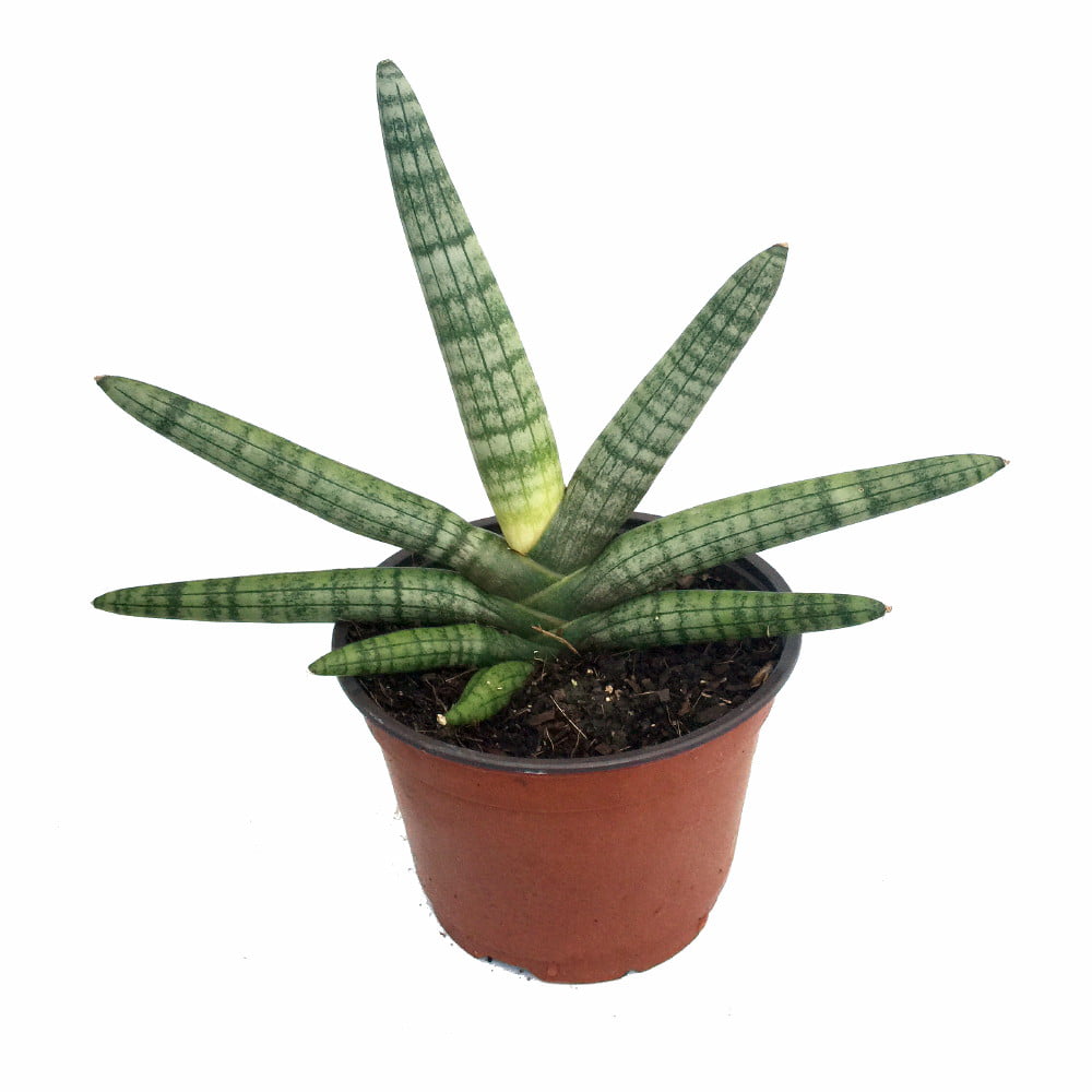 Rare Boncel Starfish Snake Plant -Sanseveria- Almost Impossible to Kill - 6