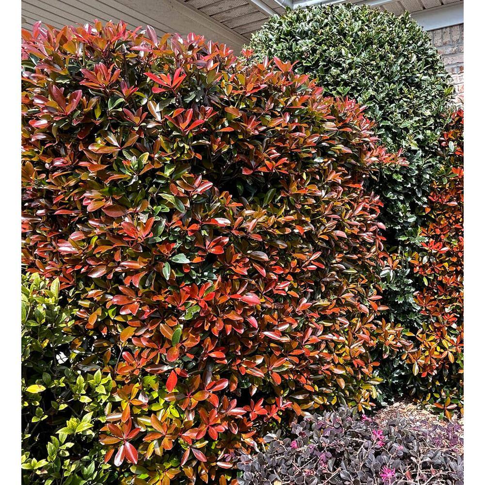 SOUTHERN LIVING 3 Gal. Leann Cleyera - Live Mid-Sized Evergreen Shrub Glossy Foliage 54983