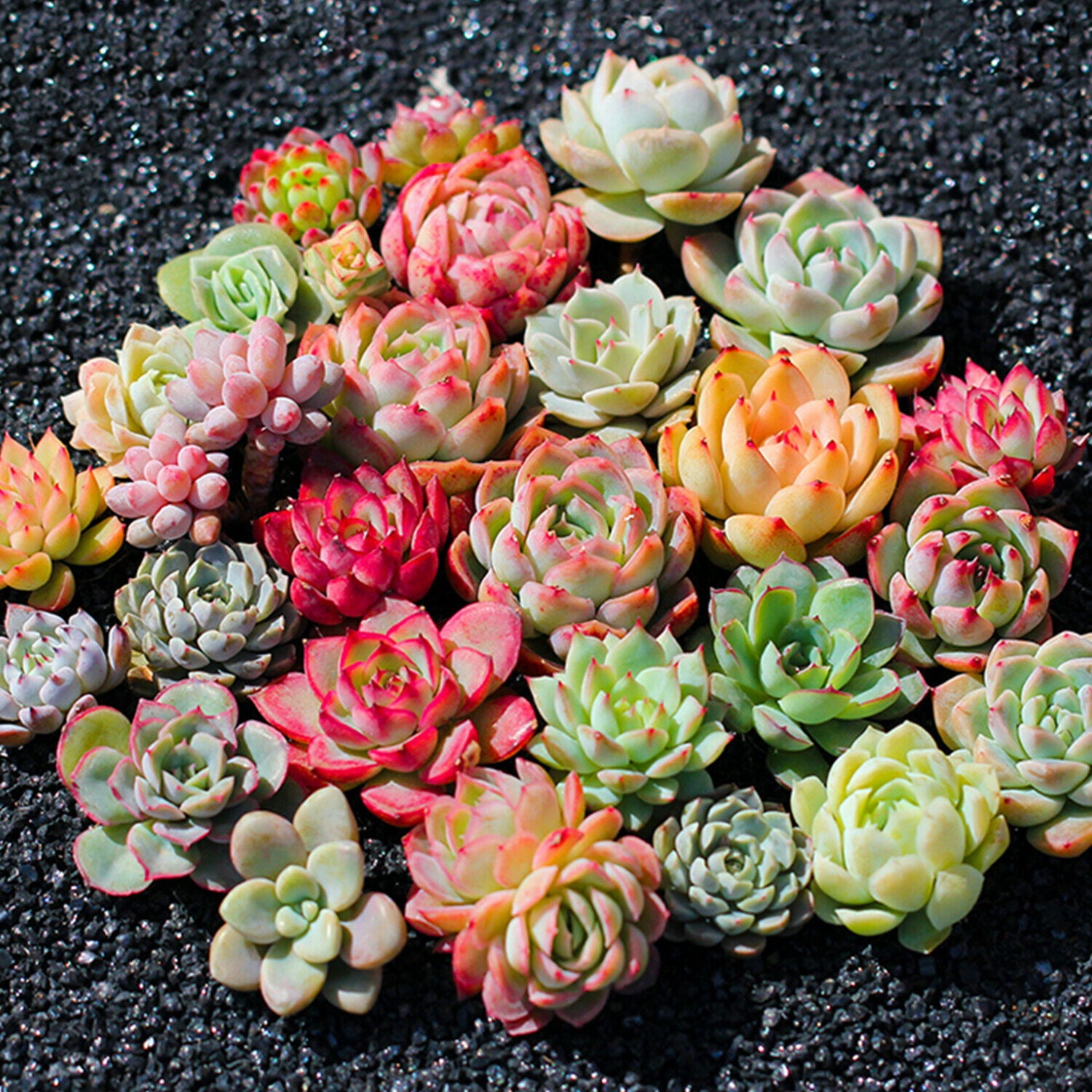 15 Pack Succulents Plant Rooted in 2inch Planters Rare Live Assorted Plants For Wedding Christmas Garden