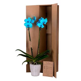 DecoBlooms 5 in. Orchid Aqua Color Fused in Container DB9066