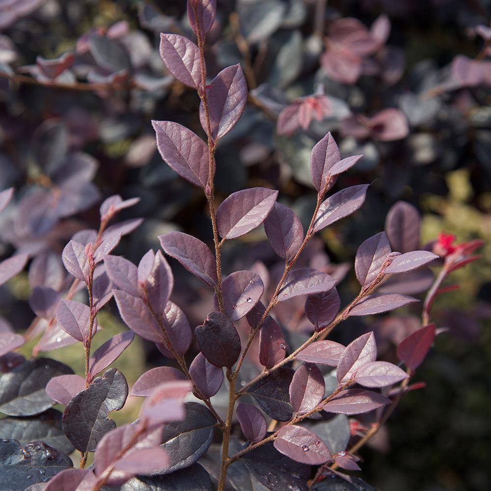 SOUTHERN LIVING 2.5 Qt. Red Diamond Midsize Loropetalum Evergreen Shrub with Purple Foliage Red Ribbon Blooms 4209Q