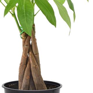 Arcadia Garden Products 4 in. Money Tree Plant Black Plastic Grower Pot LV63