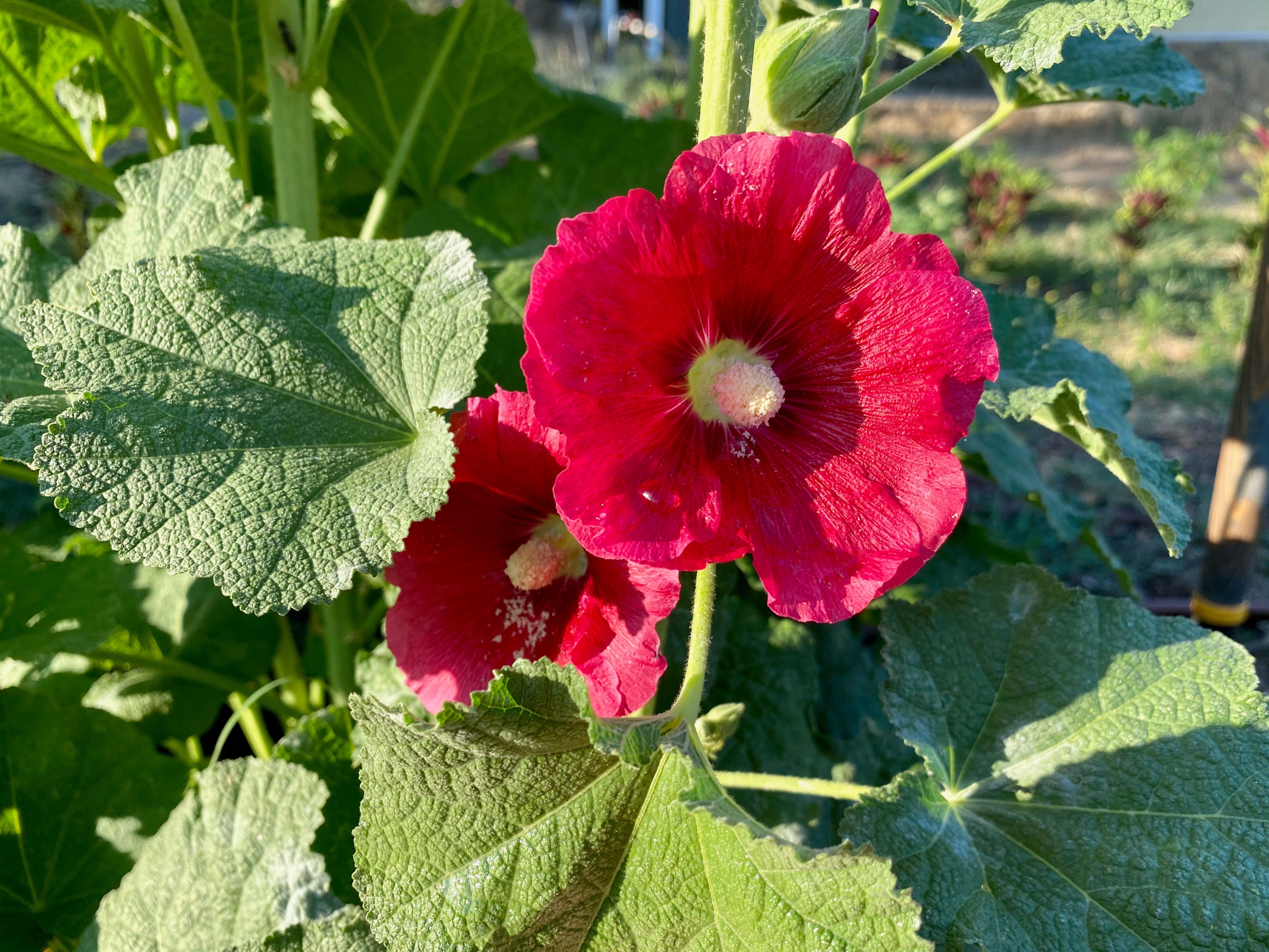 Plant Good Seed Dark Pink Hollyhock Seeds For Planting， 30 Seeds