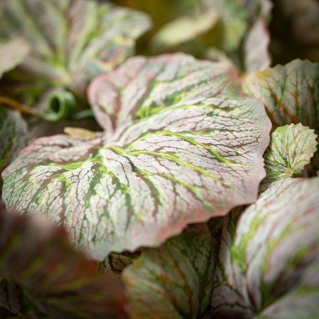 11 75 quot h Sullivans Hanging Sage Begonia Bush Green