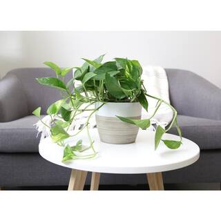 Costa Farms Pothos Indoor Plant in 6 in. Two Tone Ceramic Pot Avg. Shipping Height 1-2 ft. Tall CO.PO60.3.2TO