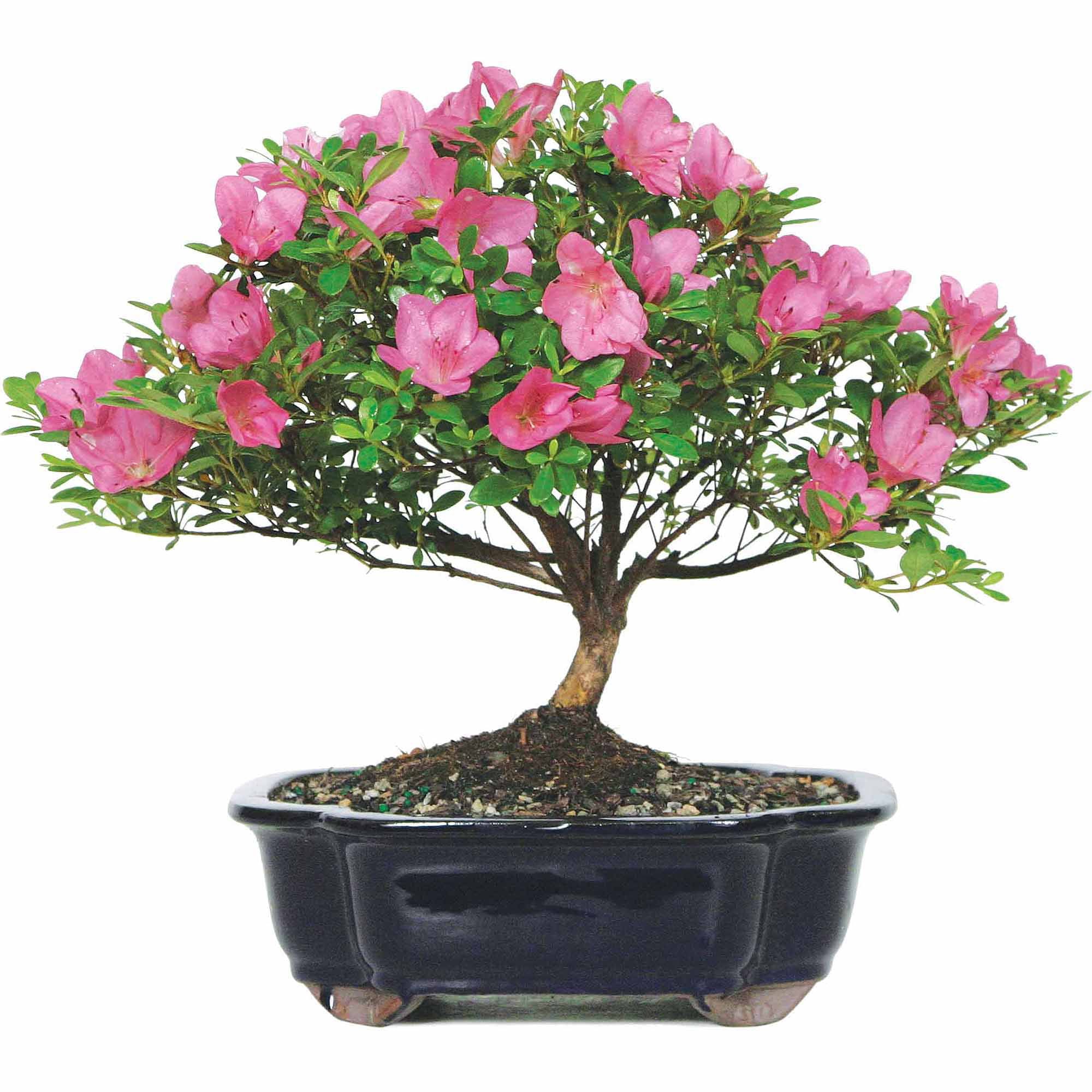 Brussel's Satsuki Azalea Bonsai - Large - (Outdoor)