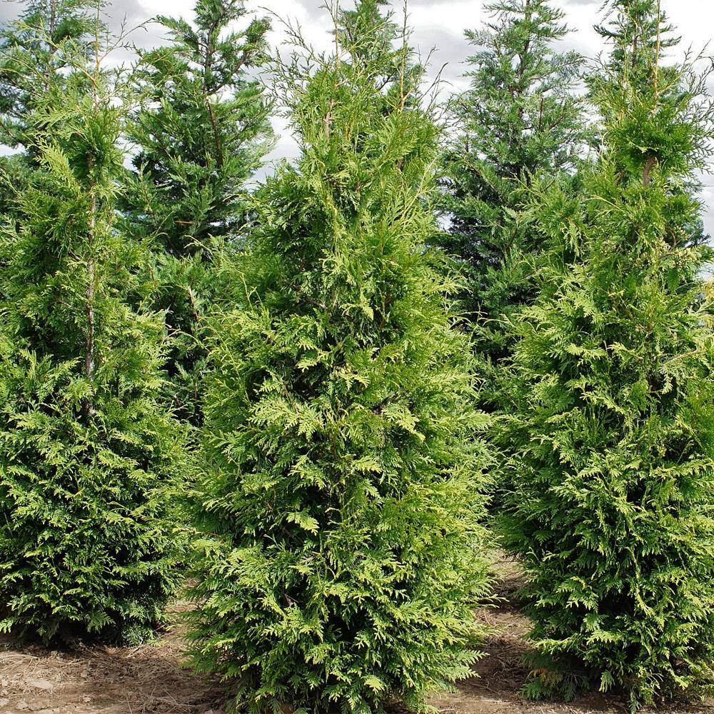 7 Gal. Thuja Green Giant Evergreen Arborvitae Privacy Tree THUGRE07G