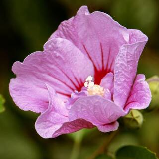national PLANT NETWORK 2 Gal. Hibiscus Tahiti Tree with Pink Blooms (1-Plant) HD1342