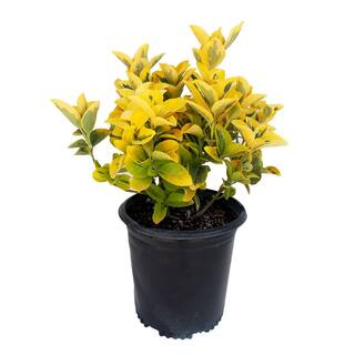 EVERDE GROWERS 2.5 Qt. Golden Euonymus Shrub Plant EUOJAF0001