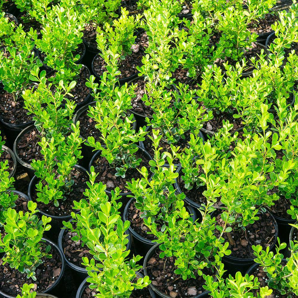 3 Gal. Wintergreen Boxwood Shrub (2-Pack) THD00015