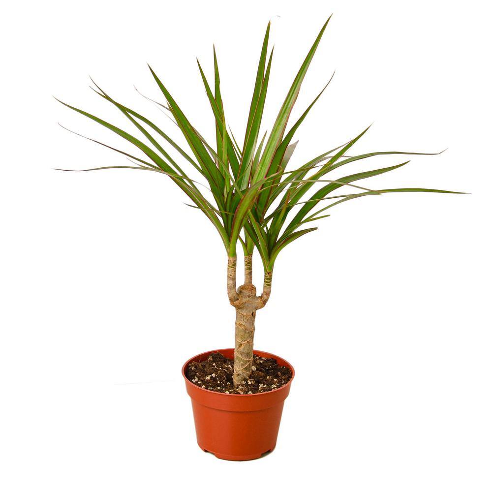 Marginata Cane Dracaena Plant in 4 in. Grower Pot 4_DRACAENA_MARGINATA.CANE