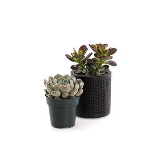 2.5 in. Assorted Succulent Set in Black Dot Pot (2-Pack) SUCCLYAS325SBD