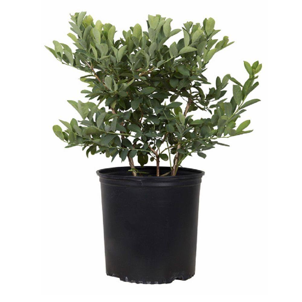 FLOWERWOOD 2.5 Gal - Tifblue Blueberry (Rabbiteye) Bush - Fruit-Bearing Shrub 56763FL