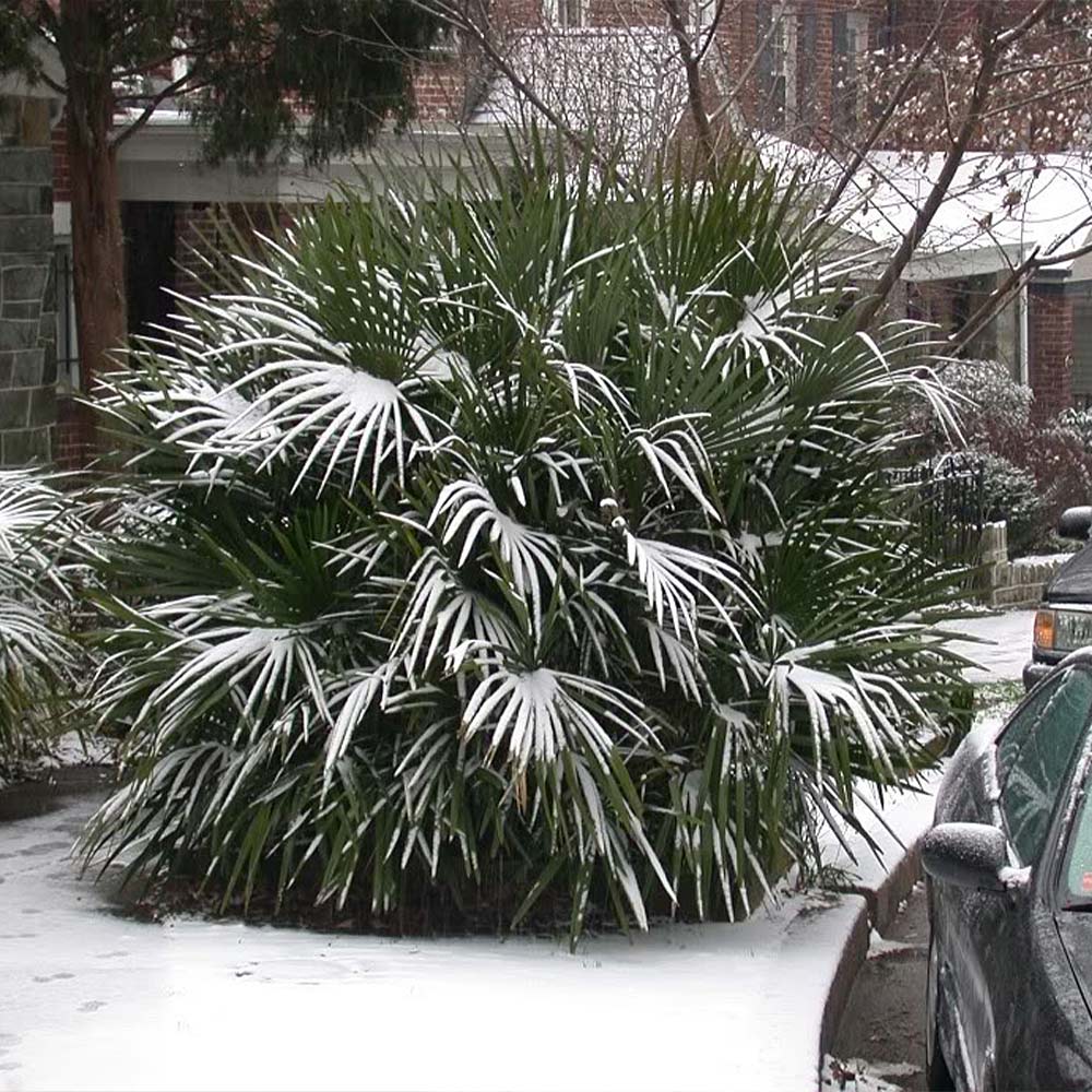 Needle Palm Tree