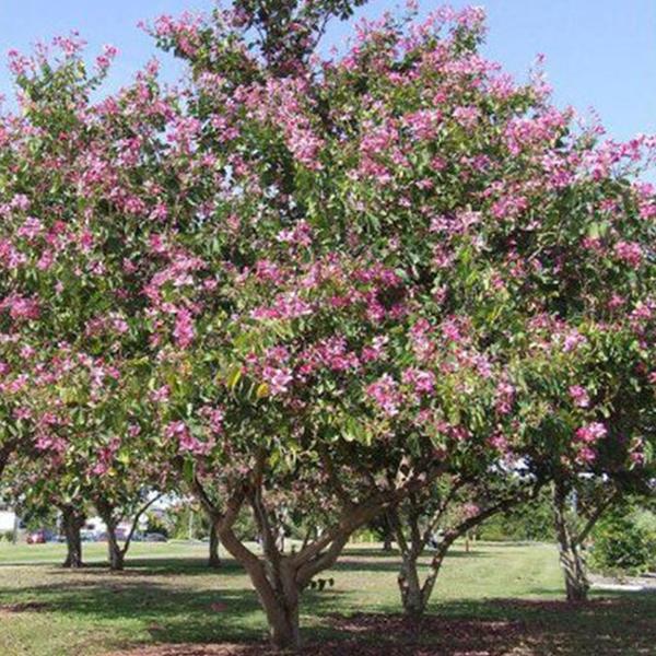 Bauhinia Retusa - 0.5 kg Seeds