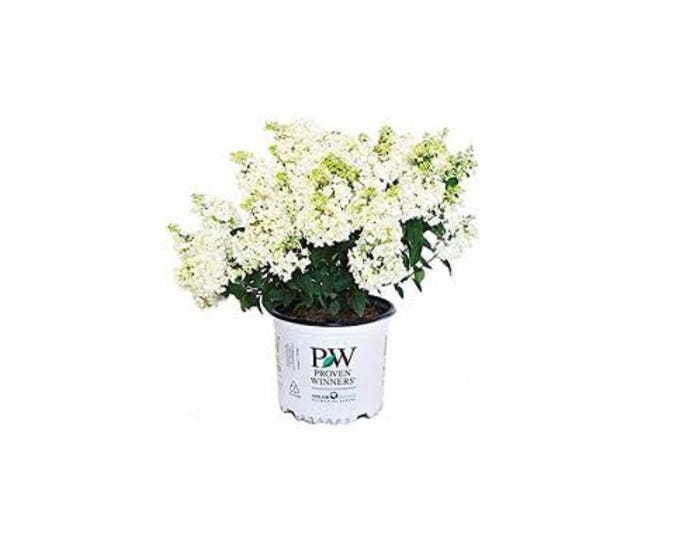 Capstone Plants Hydrangea Proven Winner Bobo 8 Inch Pot