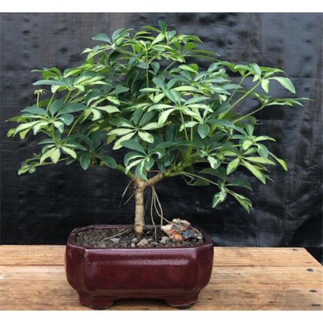 Bonsai Boy d1319 Golden Hawaiian Umbrella Tree - Arboricola Schefflera - Medium