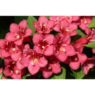 Online Orchards 1 Gal. Minuet Weigela Shrub Innumerable Fragrant Fuchsiacolored Blossoms SBWG001