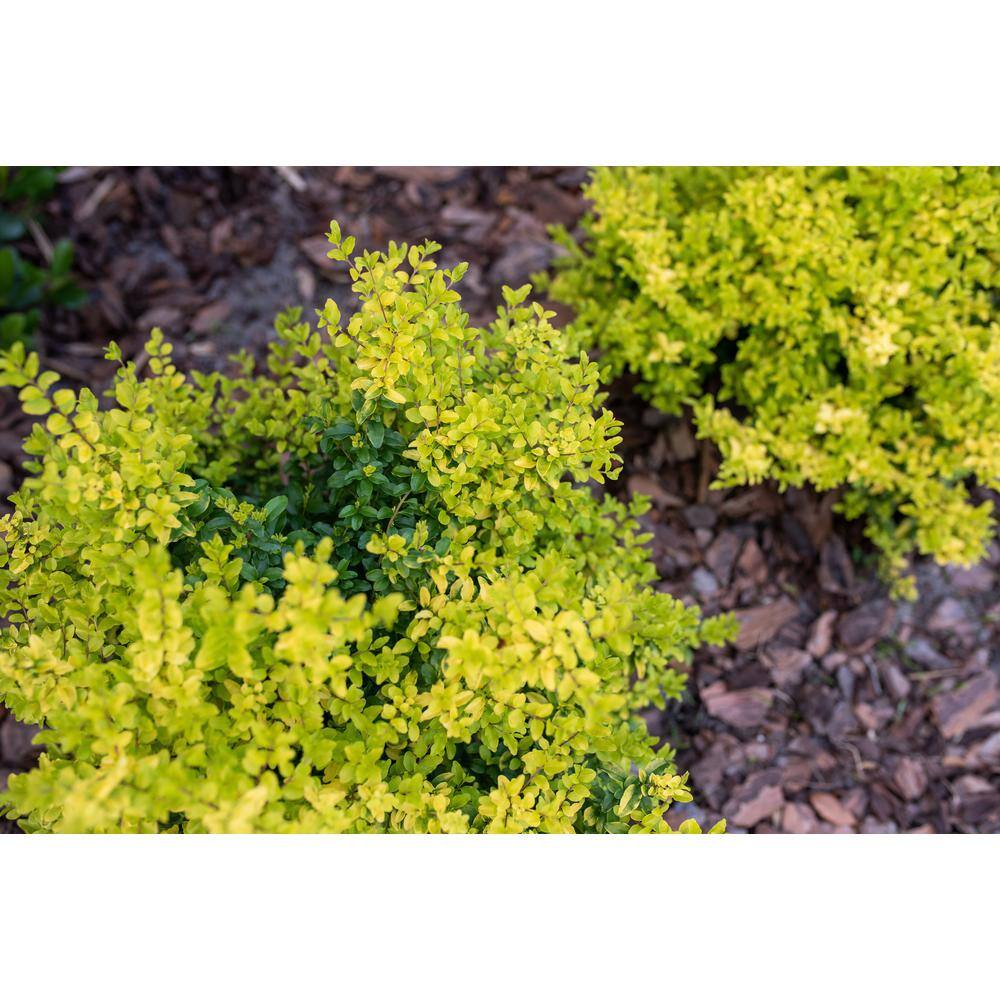 SOUTHERN LIVING 3 Gal. Sunshine Ligustrum Golden Privet Live Shrub with Golden-Yellow Foliage (1-Pack) LIGUS2SGP1PK