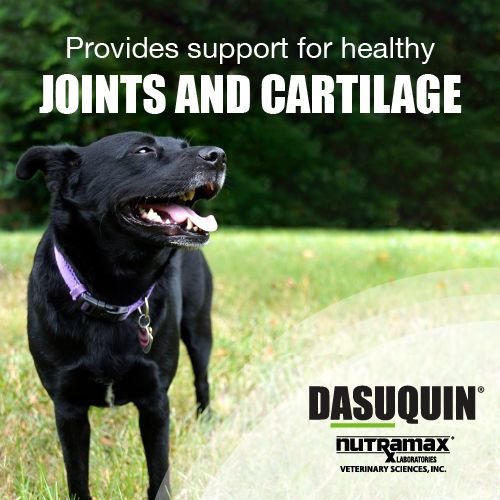 Nutramax Dasuquin Hip and Joint Soft Chews Joint Supplement for Large Dogs