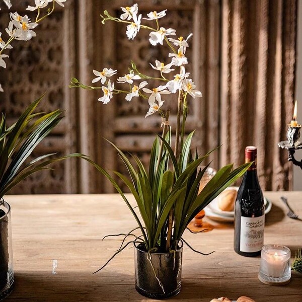 RusticReach White Hui Lan Orchid in Glass Pot