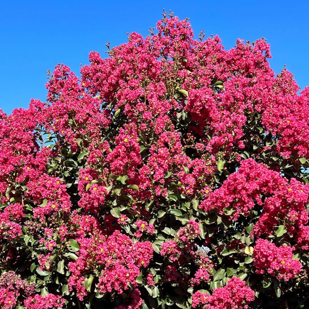Alder  Oak #5 container Tuscarora Pink Crape Myrtle Tree LATM05