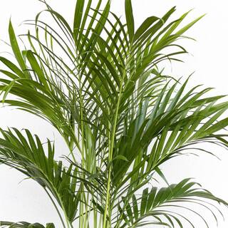 United Nursery Cat Palm Chamaedorea cataractarum Live Plant in 10 inch Premium Sustainable Ecopots Dark Grey Pot CPALM10DG