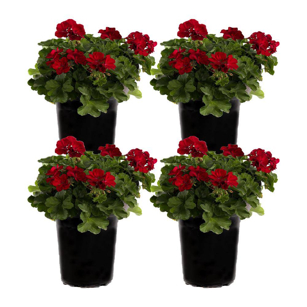 Plants by Post 1 Gal. Red Geranium Plant (4-Pack) 748179052917