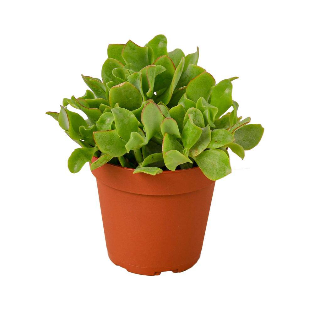 Ripple Jade Succulent (Crassula arborescens undulatifolia) Plant in 4 in. Grower Pot 4_SUCC_CRASSULA_JADE.RIPPLE