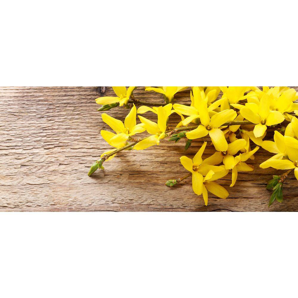 BELL NURSERY 3 Gal. Lynwood Gold Forsythia Flowering Shrub with Yellow Flowers FORSY3LGD1PK