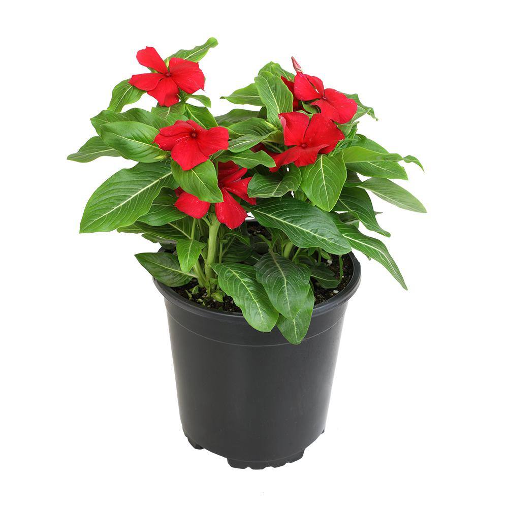 ALTMAN PLANTS 1-Gallon Vinca Plant Red Flowers (Single) 0881453