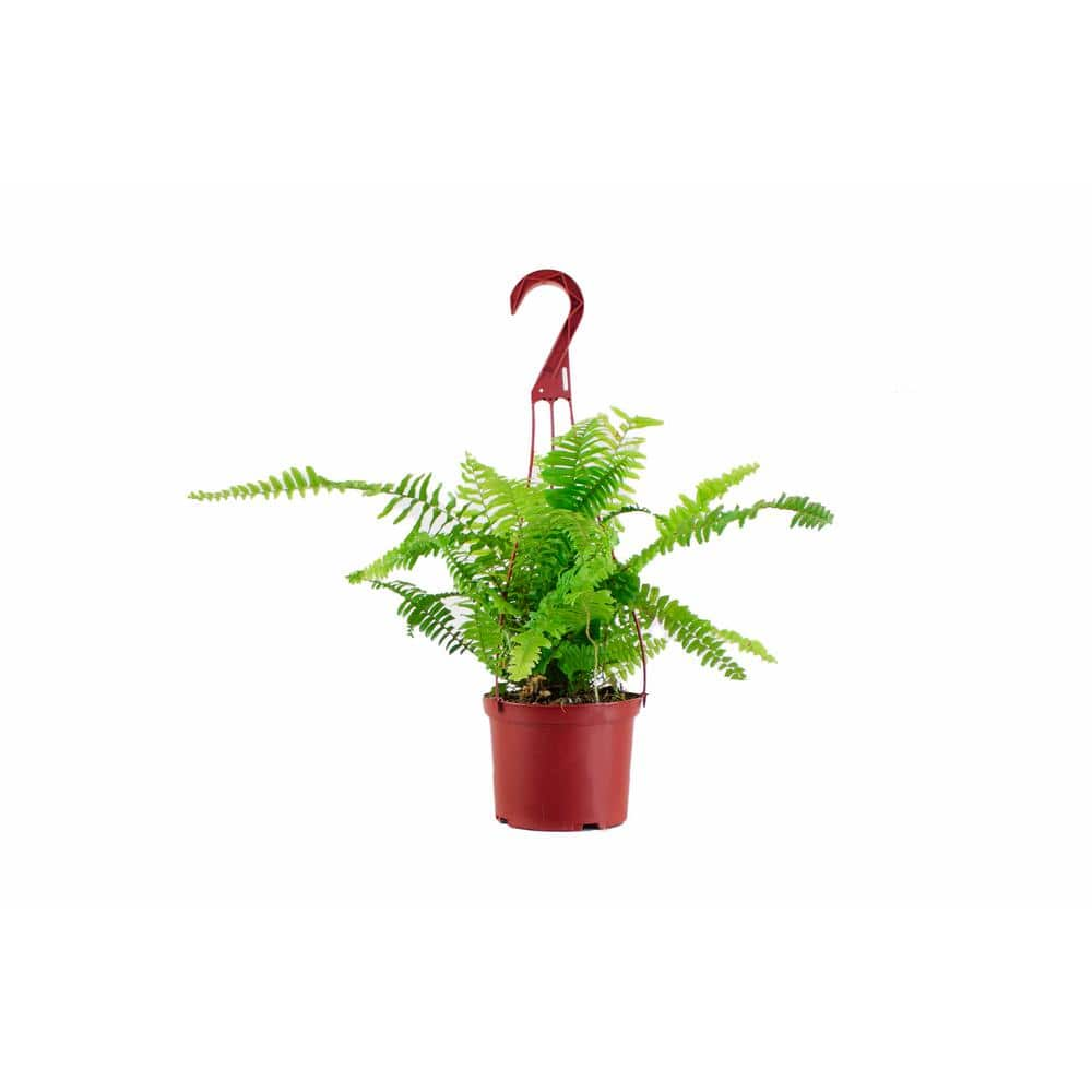 Shop Succulents Nephrolepis Exaltata 'Boston Fern' in 6 in. Grow Pot， Easy to Grow， Indoor/Outdoor Houseplant 1-BOSTON-6