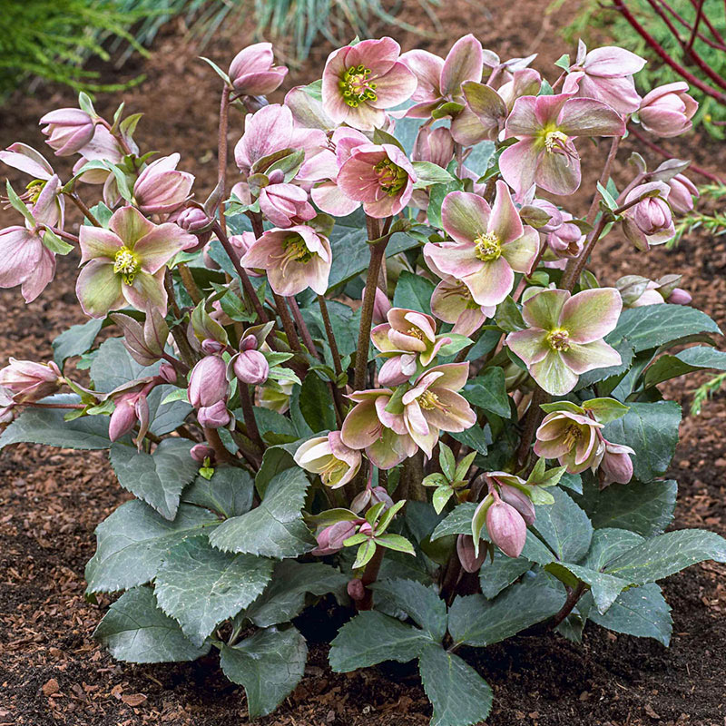 Penny's Pink Lenten Rose (Helleborus)， Bare Root Starter Perennial Plant (1-Pack)