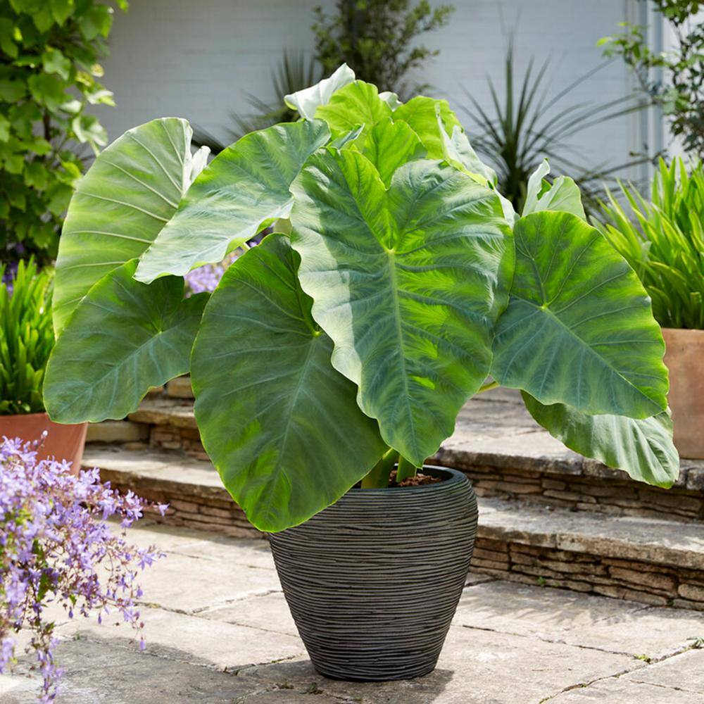 Garden State Bulb 1113 in. Colocasia Esculenta Large Elephant Ear Bulbs (Bag of 3) ECS-190-03-01