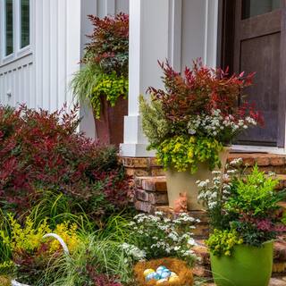 Southern Living 2 Gal. Obsession Nandina Shrub with Bright Red Foliage 14404